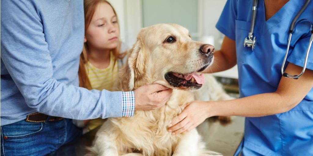 一只金毛寻回犬和它们的主人在兽医那里